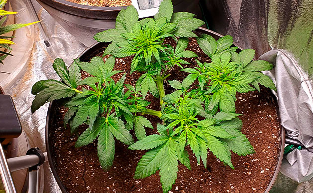 Дефолиация нижних листьев куста конопли Куст после обрезки листьев