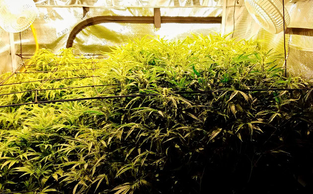 Завершение вегетации Gelato Auto