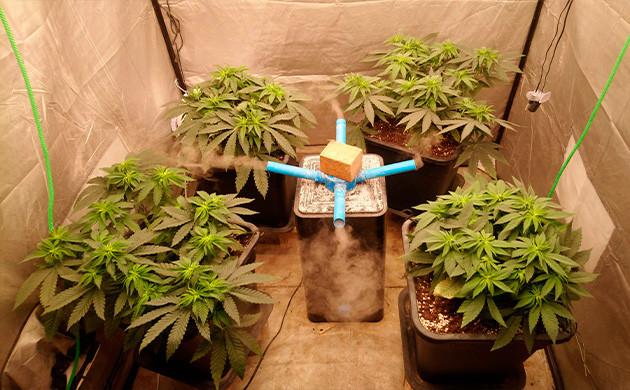 Промывка застрессованых кустов Активный набор зеленой массы