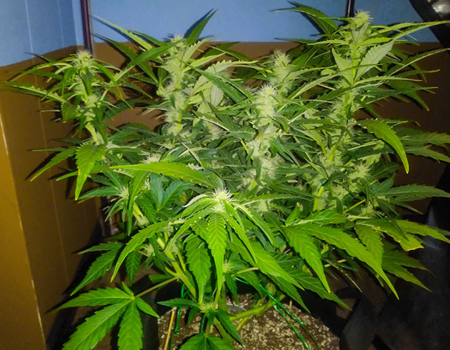 Дефолиация на 7 неделе роста Обрезка листьев куста конопли