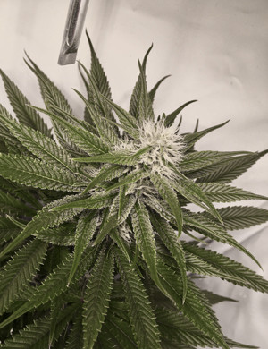 Цветение конопли Кола Glookies на 8 неделе