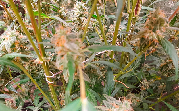 Johnny Cage Auto на цветении Гроурепорт сорта конопли Johnny Cage Auto