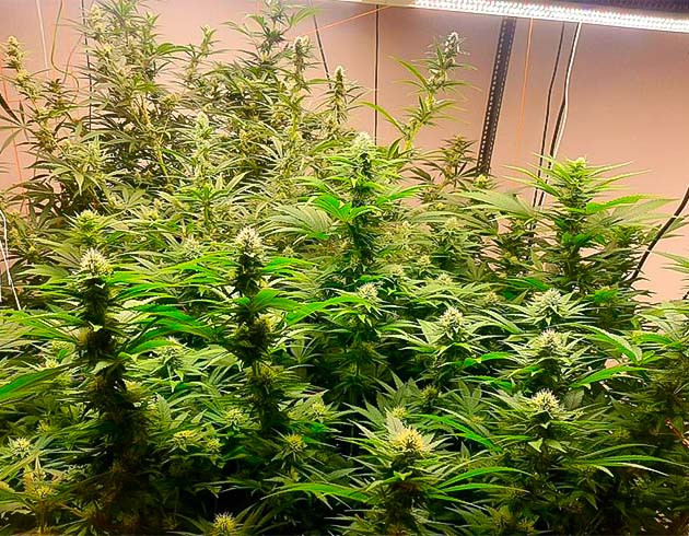 Кусты Persian Pie от Green House Seeds на 10 неделе