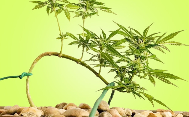 Тренировка растений LST подгиб