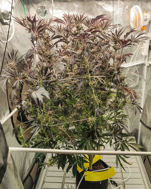 Завершение цветения Lemon Tree Предхарвест куста Lemon Tree