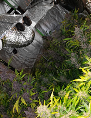 30 дней цветения LSD Auto