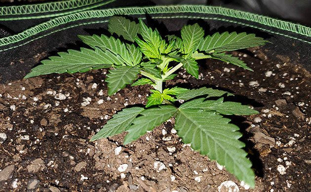 Auto Lemon Kix на 2 неделе выращивания