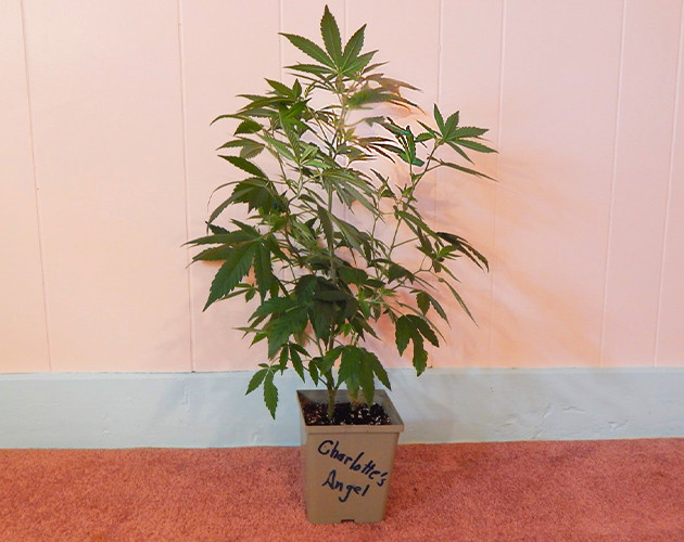 Появление новых побегов на растении конопли