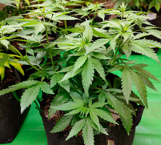 Куст конопли с слегка желтыми листьями