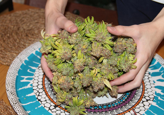 200 г сухого урожая Jack Herer Шишки Jack Herer