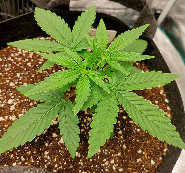 Начало стадии вегетации Куст на второй неделе выращивания