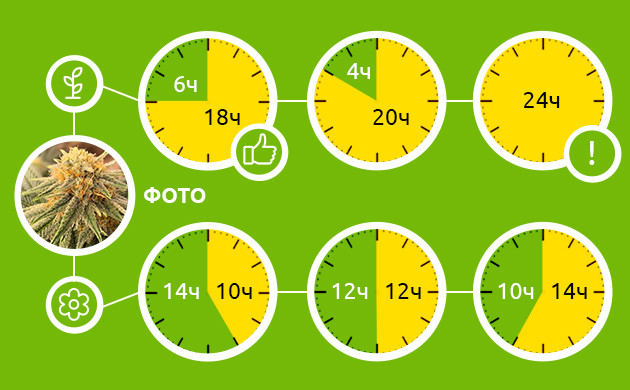 Световой режим для фотопериодной конопли Популярные режимы освещения для фотиков