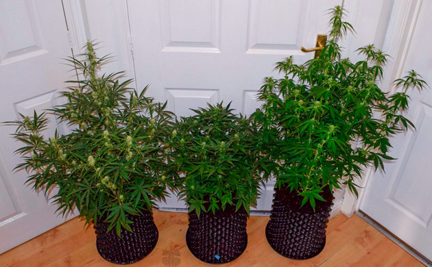 Три куста конопли 