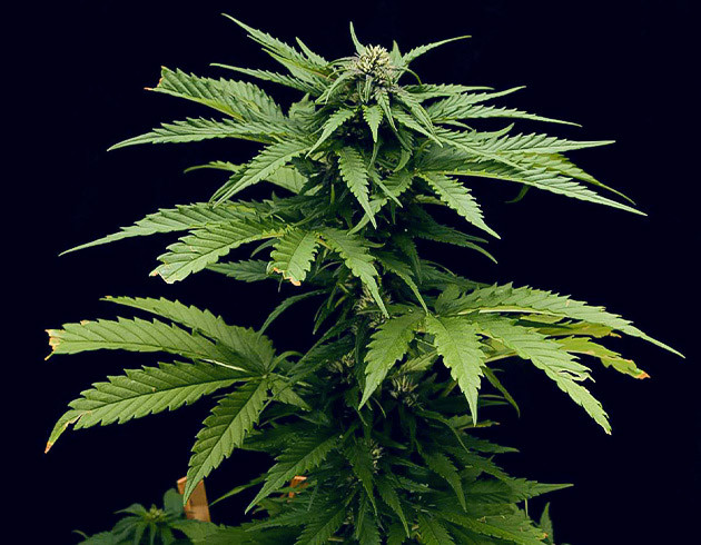 Развитие шишек Tropicana Cookies Auto