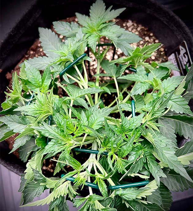 Куст Cherry Cola Auto от FastBuds на 4 неделе