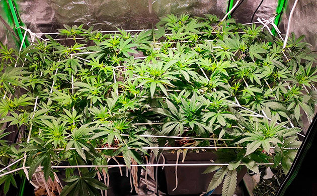 ScrOG растения Bubba Island Kush