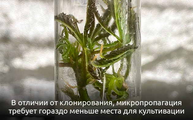 Микропропагация vs клонирование