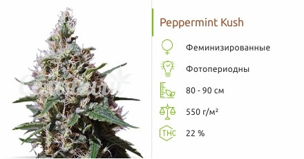 Peppermint Kush от Barney's Farm