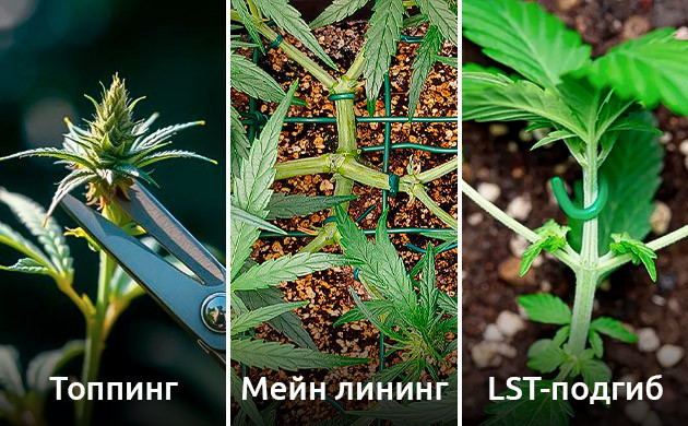 Методы тренировок для куста Lemon Skunk Методы управления ростом Lemon Skunk