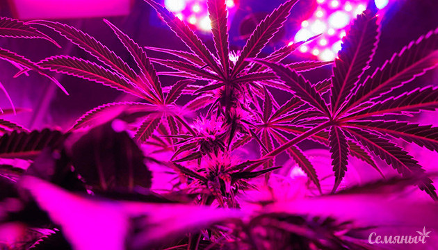 Важность освещения в выращивании конопли Освещение как ключевой фактор урожайности