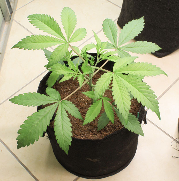 Tropicana Cookies Auto: рост и подкормка