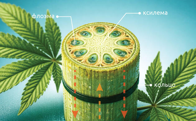 Кольцевание каннабиса: как работает метод и зачем пережимать ствол Суть метода кольцевания марихуаны