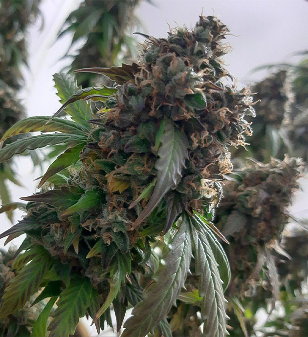 Созревание Critical Orange Punch Auto