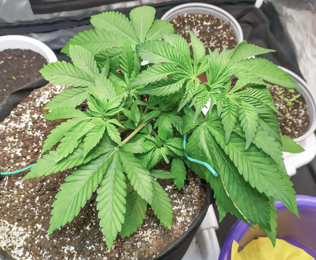 Biscotti Mintz: Развитие боковых ветвей