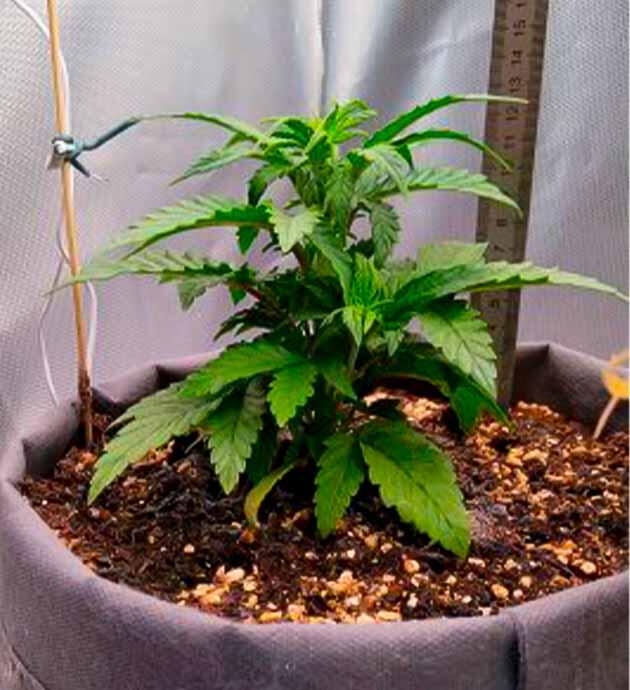 Каннабис на четвертой неделе вегетации