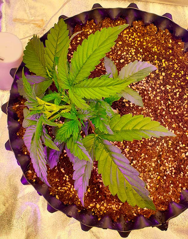 Wedding Cake Auto дневник по выращиванию Гроурепорт сорта Wedding Cake Auto