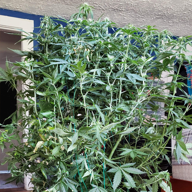 Использование удобрений Honey Chome и Emerald Goddess на 8 неделе грова Mexican Airlines auto fem Цветение Mexican Airlines auto fem