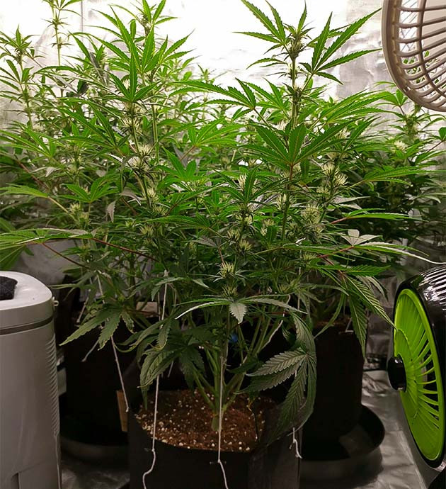 Увеличение объема полива Развитие куста на 6 неделе выращивания