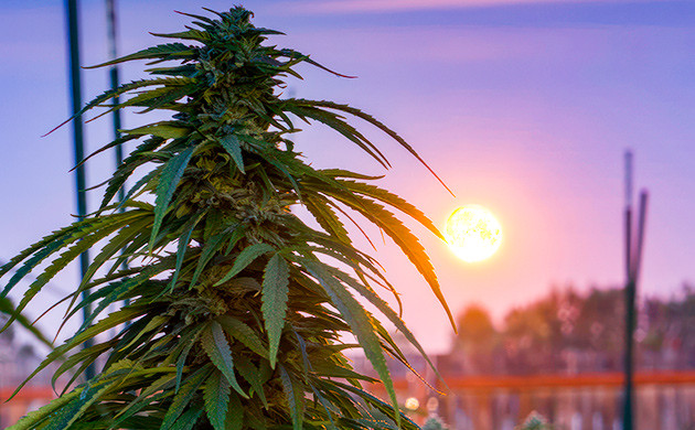 Условия выращивания сорта Durban Poison Основные характеристики выращивания