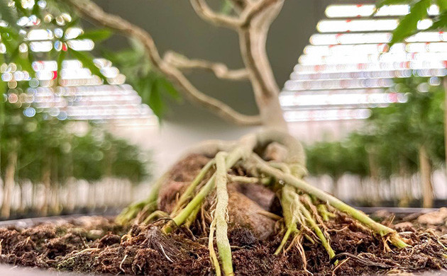 Тигмотропизм: реакция на прикосновение