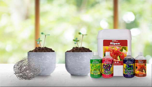 Перекорм или избыток удобрений