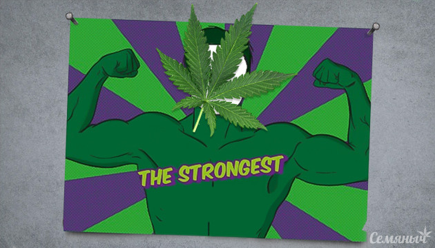 Мощные сорта Индики Самая сильная Индика