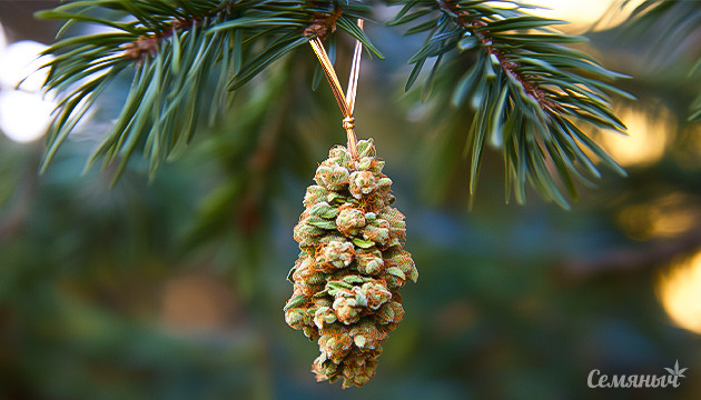 Важные функции ароматического соединения пинена Как пинен влияет на растения