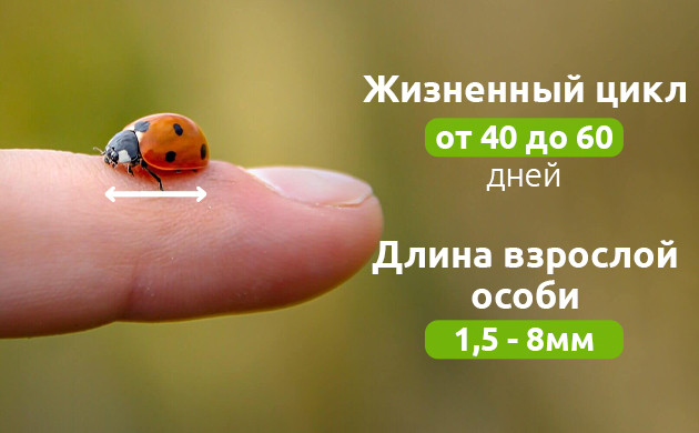 Яйца божьих коровок: начало нового поколения