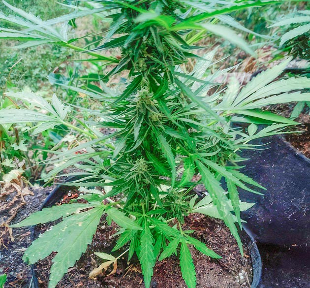 10 неделя роста Titan F1 Auto