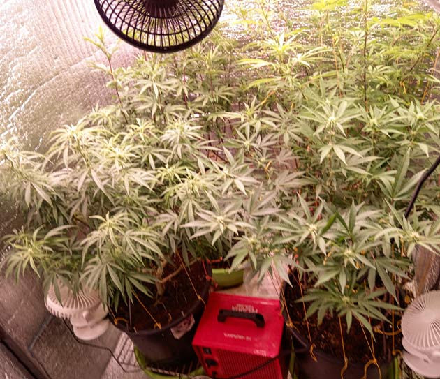 Формирование шишек конопли