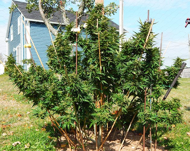 Цветущий куст каннабиса