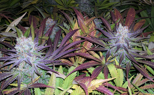 Фиолетовые кусты Фиолетовые верхние листья