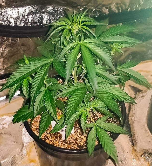 Подготовка куста Original Auto Sour Diesel к цветению Тренировка растения Original Auto Sour Diesel