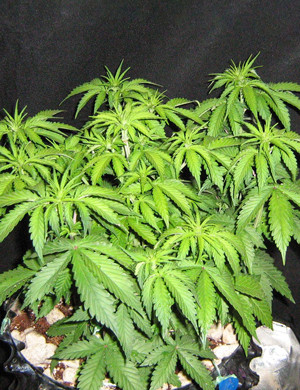 Появление сильного запаха Растягивание ветвей куста каннабиса