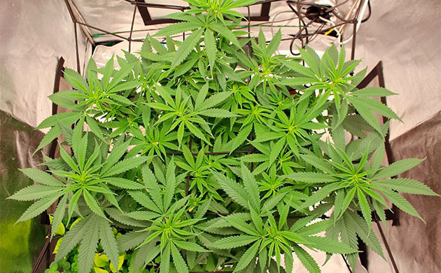 Стимуляция цветения куста Sugar Bomb Punch