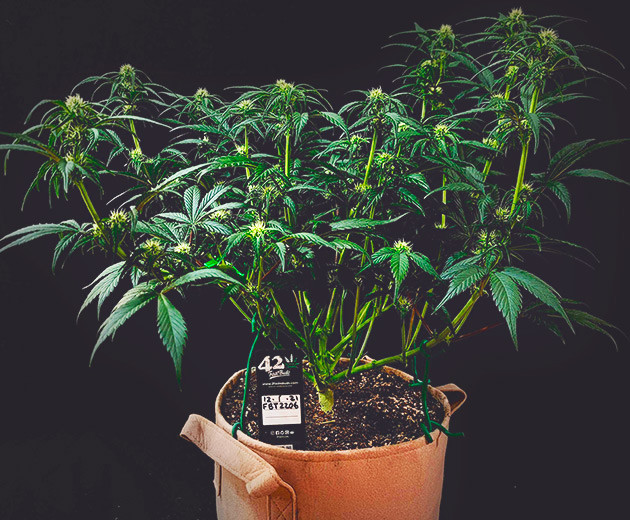 Стимуляция роста куста Gorilla Zkittlez Auto от FastBuds Гроурепорт сорта Gorilla Zkittlez Auto от FastBuds