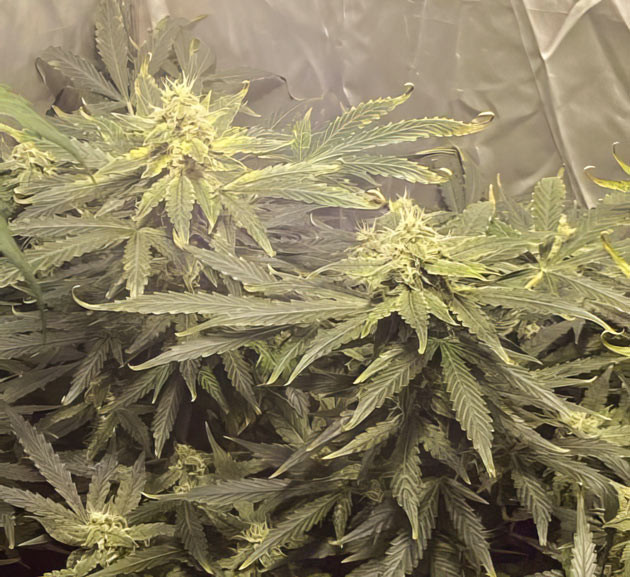 Куст Wedding Cake Auto в гроубоксе