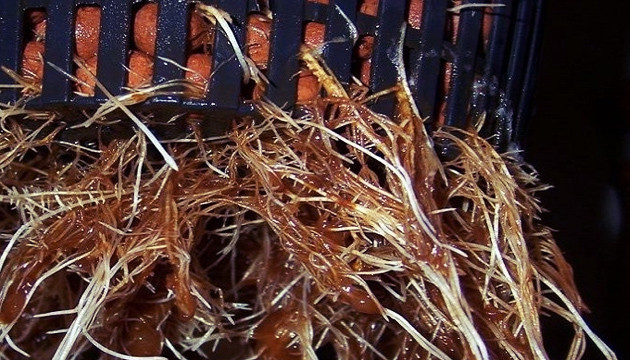 Корневая гниль у конопли