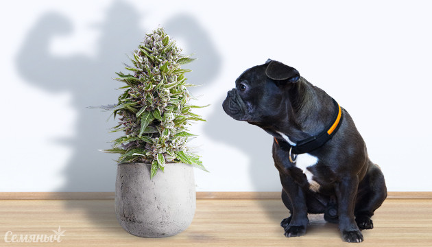 Невысокие сорта конопли