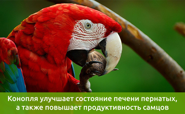 Польза семян конопли для попугаев Семена каннабиса для здоровья пернатых